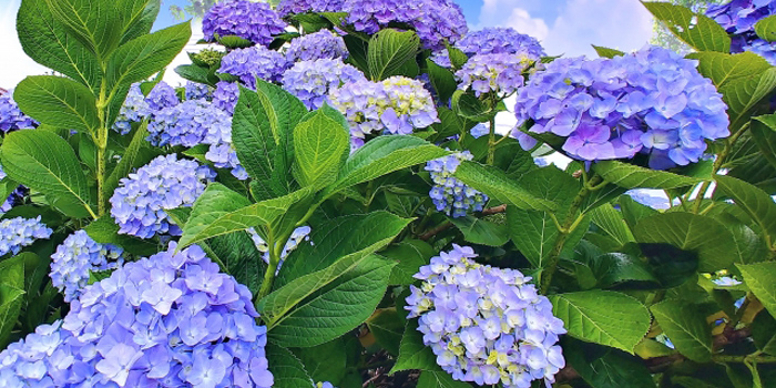 山形県西村山郡大江町の花　アジサイ