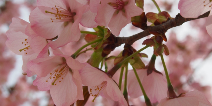 山形県西置賜郡小国町の花 オオヤマザクラ
