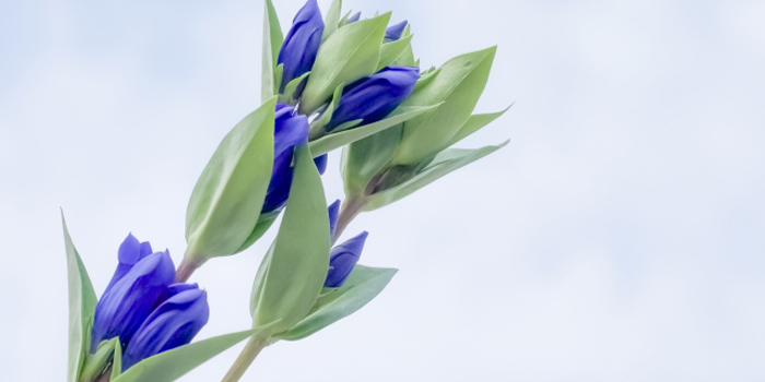 山形県最上郡大蔵村の花　リンドウ