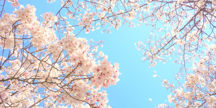 山形県北村山郡大石田町の花　さくら