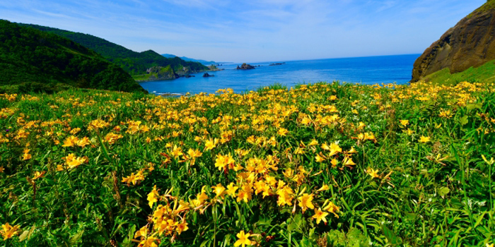 酒田市の花 トビシマナカンゾウ