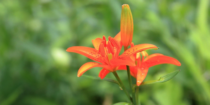 山形県最上郡鮭川村の花　ミチノクヒメユリ