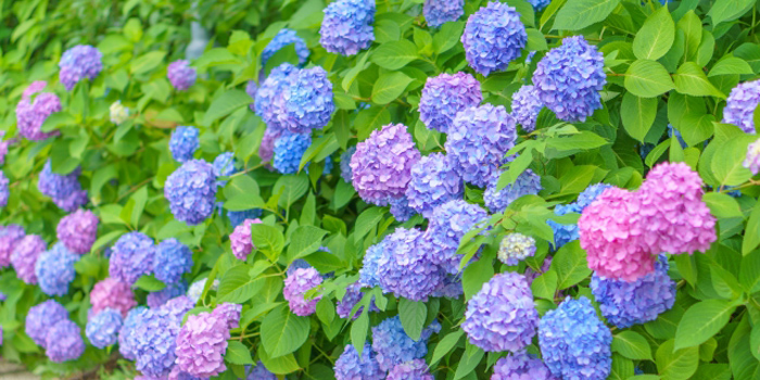 山形県新庄市の花　アジサイ