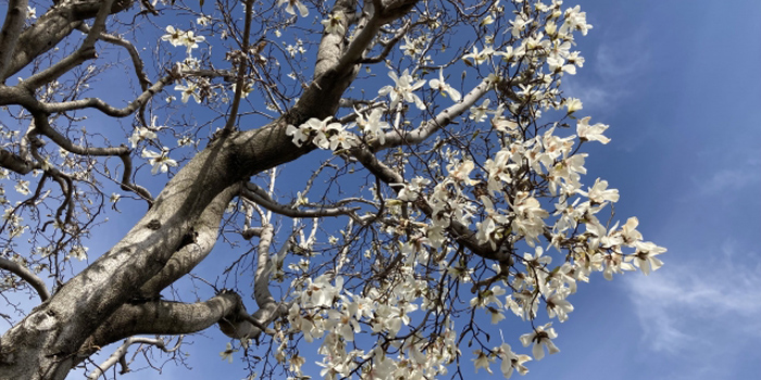 山形県西置賜郡白鷹町の花　こぶし