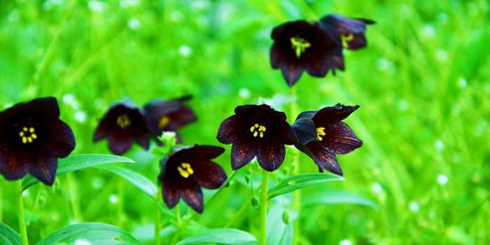 山形県東田川郡庄内町の花　クロユリ