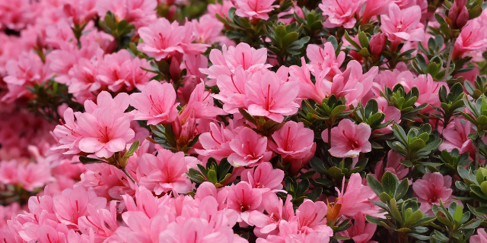 山形県東置賜郡高畠町の花　ツツジ