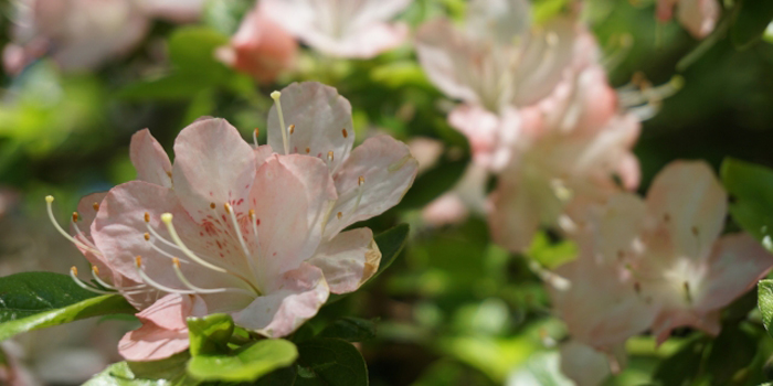 山形県天童市の花　ツツジ