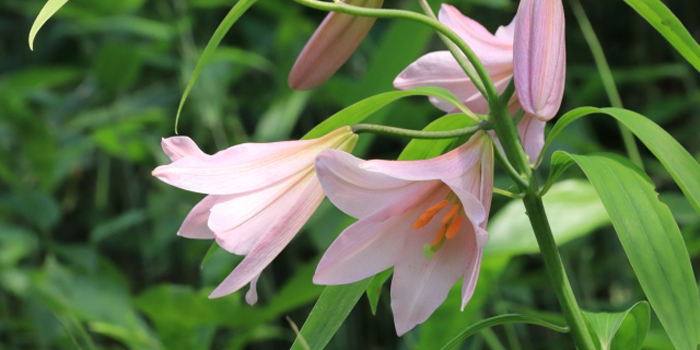 山形県最上郡戸沢村の花　ヒメサユリ
