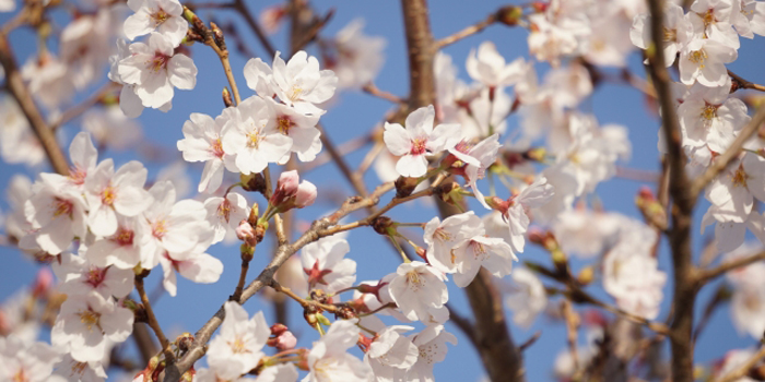 山形県鶴岡市の花　桜