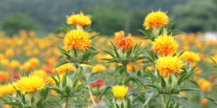 山形県山形市の花　ベニバナ