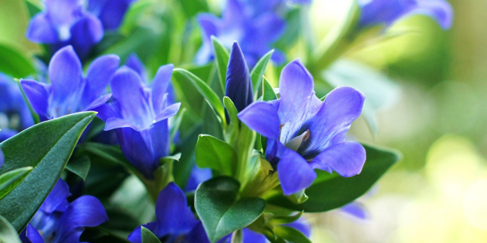 山形県東村山郡山辺町の花　リンドウ