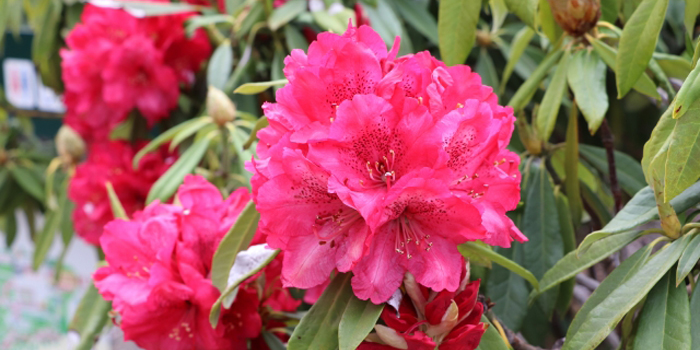 山形県米沢市の花　アヅマシャクナゲ