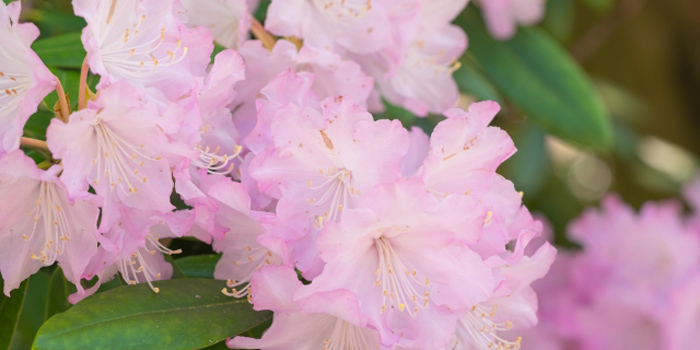 山口県阿武町の花　シャクナゲ