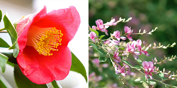 山口県萩市の花　ツバキ・ハギ