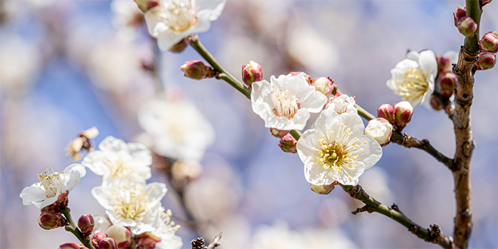 山口県光市の花　ウメ