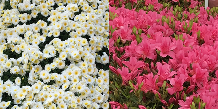 山口県平生町の花　キク・ツツジ