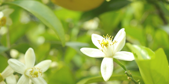 山口県の花　夏みかんの花