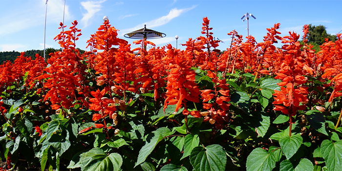 山口県下松市の花　サルビア