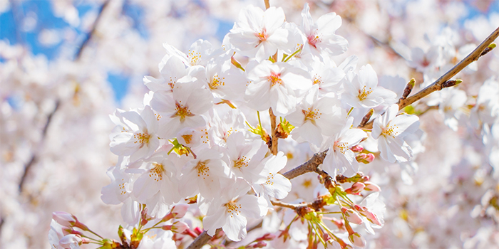 山口県美祢市の花　さくら