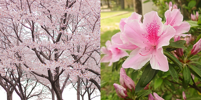 山口県長門市の花　さくら・つつじ