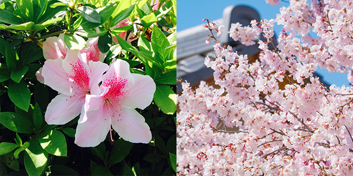 山口県下関市の花　つつじ・さくら