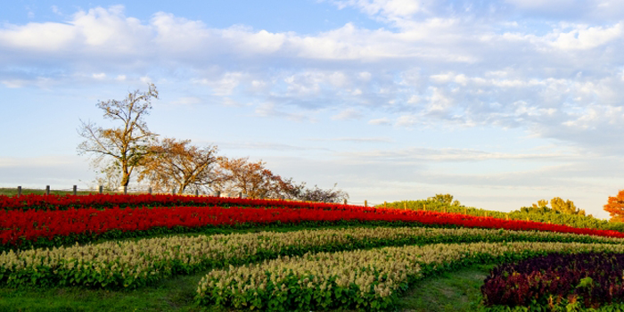 山口県周南市の花　サルビア