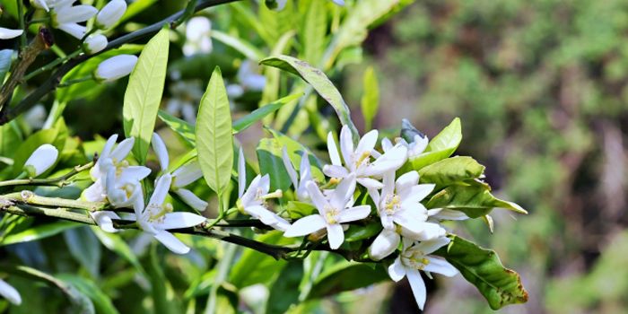 山口県周防大島町の花　みかんの花