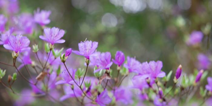 山口県田布施町の花　コバノミツバツツジ