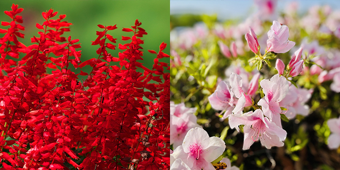 山口県宇部市の花　サルビア・ツツジ