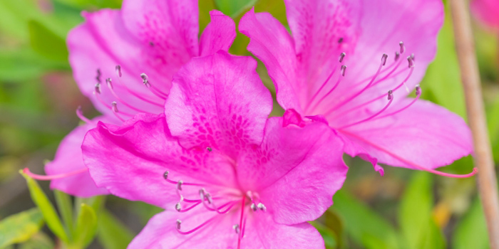 山口県和木町の花　つつじ