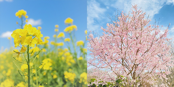 山口県山口市の花 ナノハナ・サクラ