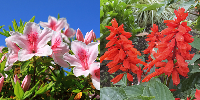 山口県柳井市の花　つつじ・サルビア