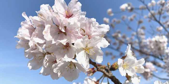 山梨県甲斐市の花　さくら