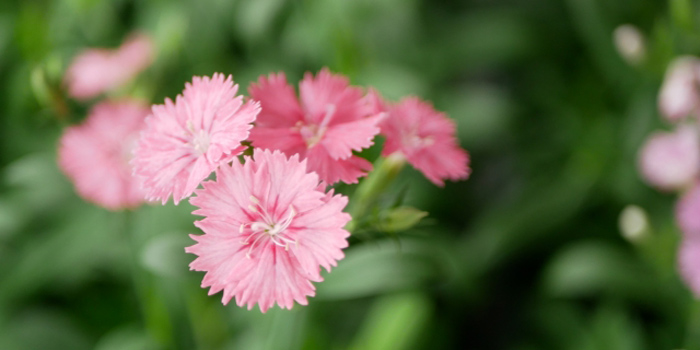 山梨県甲府市の花　なでしこ