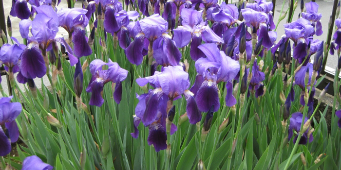 山梨県南アルプス市の花　アヤメ