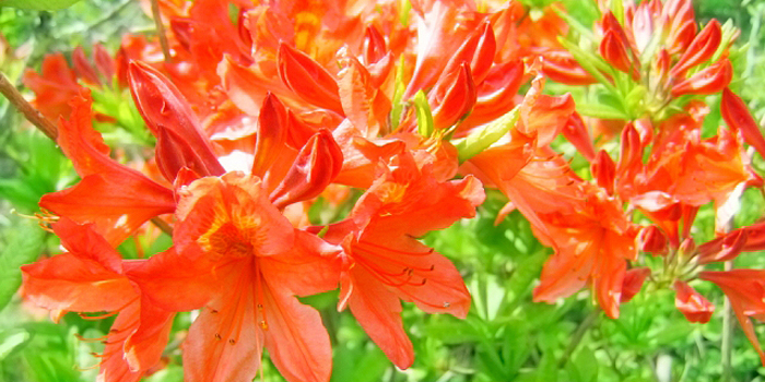 山梨県韮崎市の花 レンゲツツジ