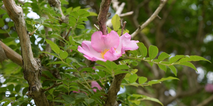 山梨県南都留郡山中湖村の花　サンショウバラ