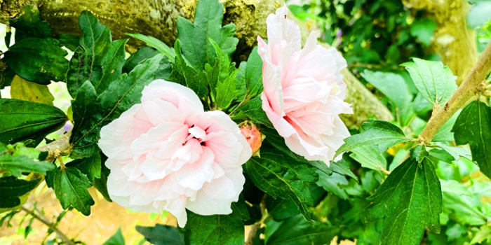 横浜市金沢区の花　ボタン