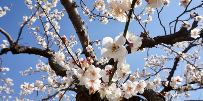 横浜市港北区の花　ウメ