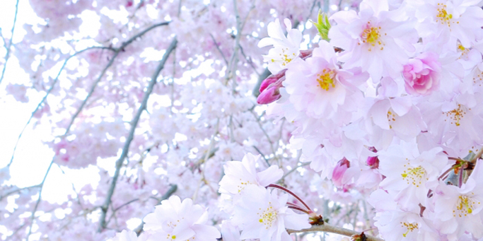 横浜市南区の花　さくら