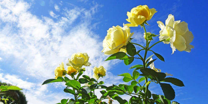横浜市栄区の花 バラ