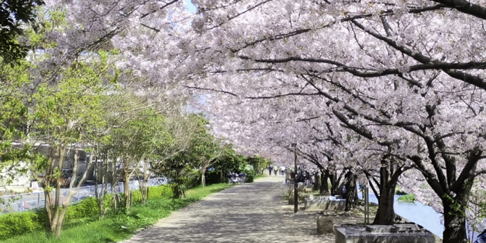 横浜市戸塚区の花　桜