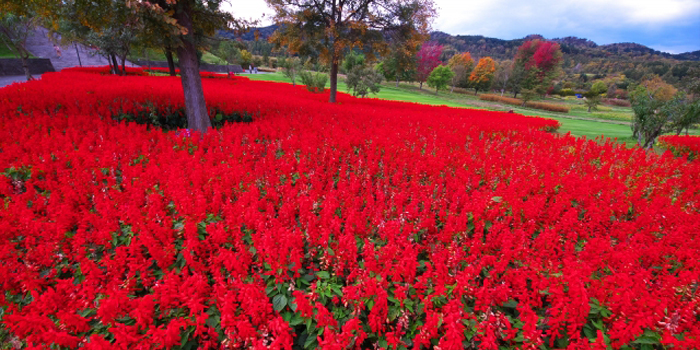 横浜市鶴見区の花　サルビア